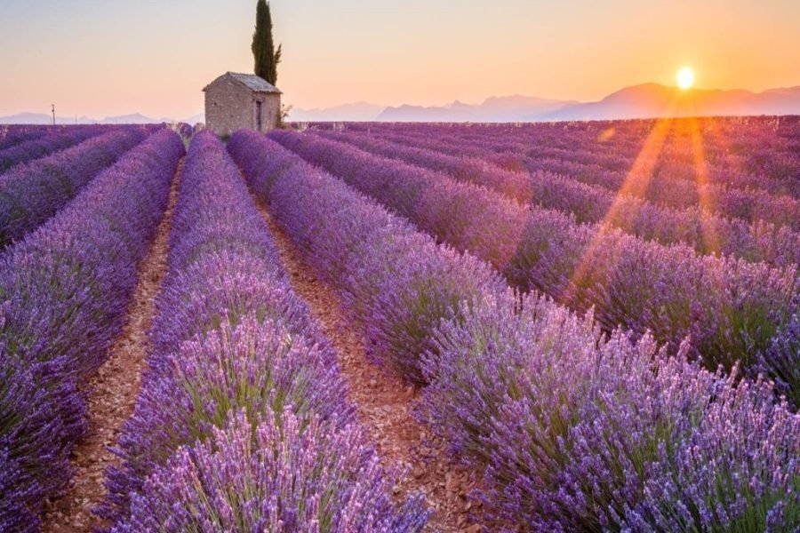 Trip to Valensole Lavender Fields